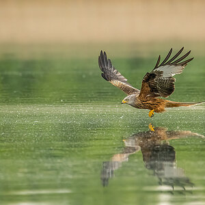 Anflug