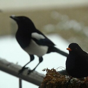 Amsel+Elster.jpg