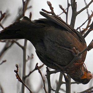 Amsel mit Beere 4.jpg