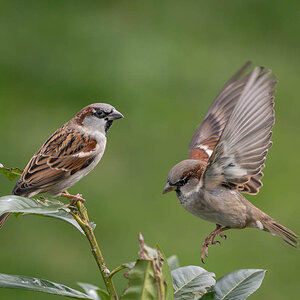 P1080145-2.jpg
