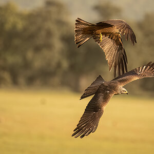 _NZ91093-1200.jpg