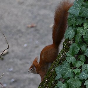Eichhörnchen_2_crop.jpg