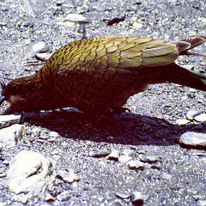 Kea.jpg