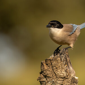 _NZ95758-1200.jpg