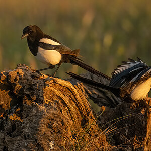 _NZ97490-1200.jpg