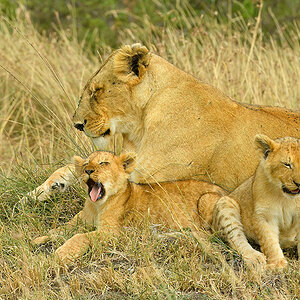 _5RG6790_20180722_103336_1250Masai Mara 2018-1200.jpg