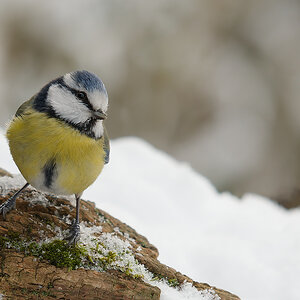 N1183089nikon-1.jpg