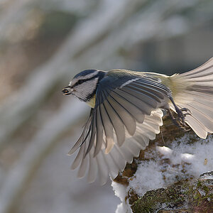 N1183787nikon.jpg