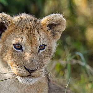 _5RG1255_20180729_085610_4932Masai Mara 2018_7457Masai Mara 2018-1200.jpg