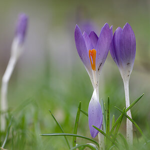 Krokus N2115150
