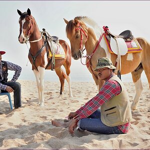 comp_2Horses.jpg