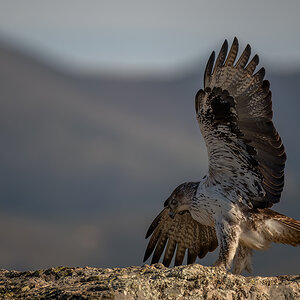 _NZ96776-Hab-Adler-1200.jpg