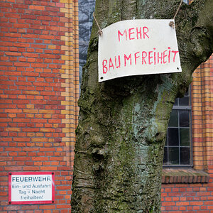 Baumfreiheit.jpg