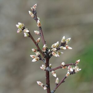 Obstbaum.jpg