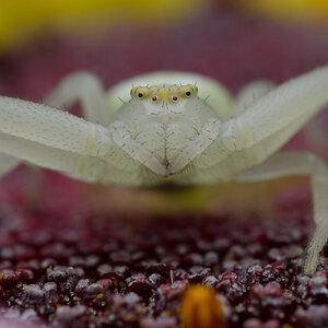 Krabbenspinne P7071763