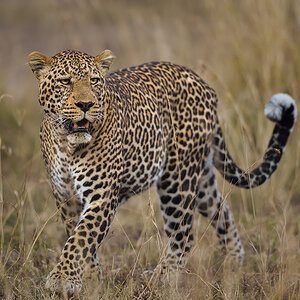 _5RG1954_20180729_182707_4996Masai Mara 2018_7521Masai Mara 2018-1200.jpg