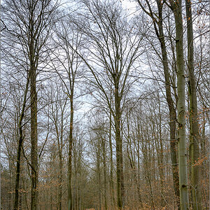 DZ7_0993.jpg