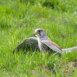 Turmfalke N2256109
