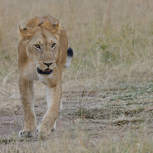 _85R2529_20180718_175419_870Masai Mara 2018-1200.jpg