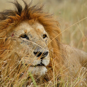 _5RG8006_20180718_175734_900Masai Mara 2018-1200.jpg