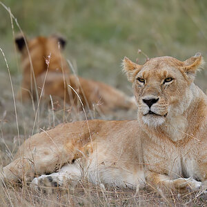 _5RG8400_20180718_181412_901Masai Mara 20181200.jpg