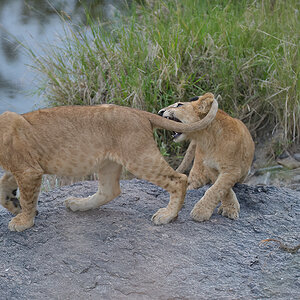 _85R2680_20180718_183714_875Masai Mara 2018-1200.jpg