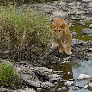 _85R2730_20180718_183938_877Masai Mara 2018-1200.jpg