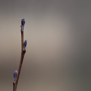 Frühling N2296363