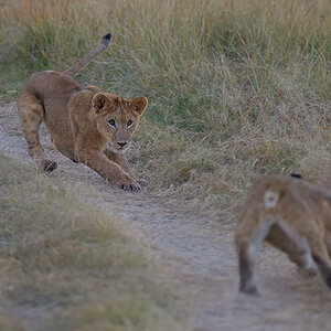 _85R3490_20180719_064633_798Masai Mara 2018-1200.jpg