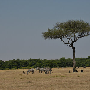 _85R4400_20180719_114557_816Masai Mara 2018-1200.jpg