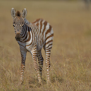 _85R4458_20180719_160423_817Masai Mara 2018-1200.jpg