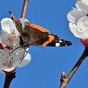 Schmetterling.jpg