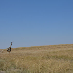 _85R4395_20180719_111005_814Masai Mara 2018-1200.jpg