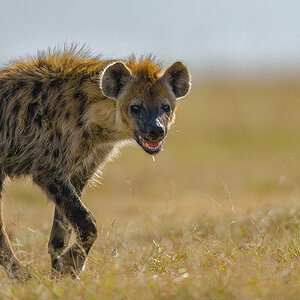 _85R4654_20180719_161642_822Masai Mara 2018-1200.jpg