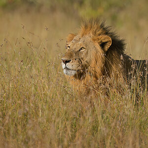 _85R5216_20180719_172923_834Masai Mara 2018-1200.jpg