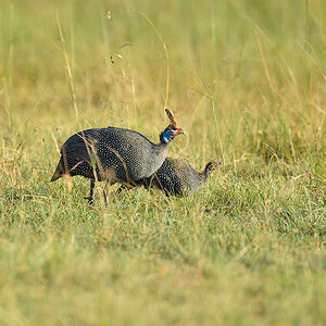 _5RG1029_20180719_074113_742Masai Mara 2018-1200.jpg