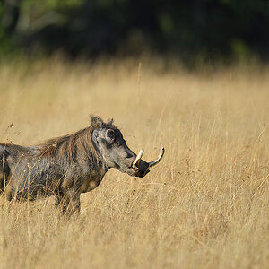 _5RG1531_20180719_080217_747Masai Mara 2018-1200.jpg