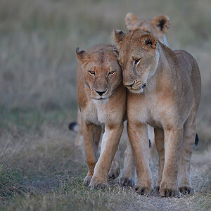 _5RG9442_20180719_065114_162Masai Mara 2018-1200.jpg