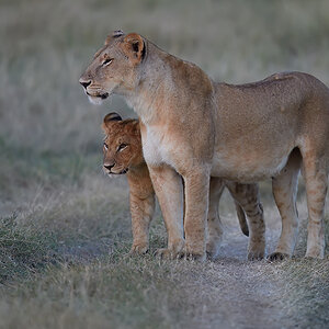 _5RG9537_20180719_065148_770Masai Mara 2018.jpg