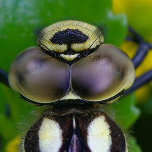P7103143nikon-1.jpg