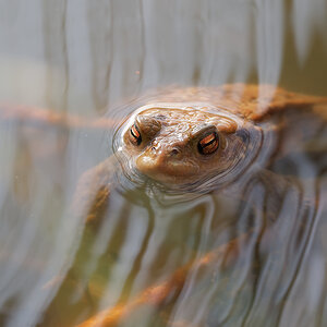 N3076649nikon.jpg