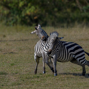 _85R4746_20180719_162040_825Masai Mara 2018-1200.jpg