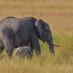 _85R4864_20180719_170941_827Masai Mara 2018-1200.jpg
