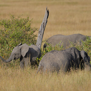 _85R4909_20180719_171333_828Masai Mara 2018-1200.jpg