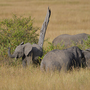 _85R4915_20180719_171334_829Masai Mara 2018-1200.jpg