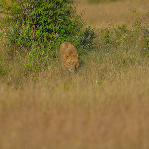 _85R4949_20180719_171521_830Masai Mara 2018-1200.jpg