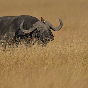 _85R4957_20180719_171752_831Masai Mara 2018-1200.jpg