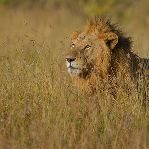 _85R5216_20180719_172923_834Masai Mara 2018-1200.jpg