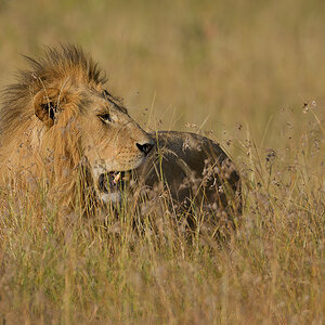 _85R5263_20180719_172942_835Masai Mara 2018-1200.jpg