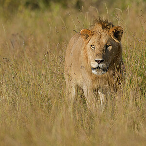 _85R5353_20180719_173117_837Masai Mara 2018-1200.jpg